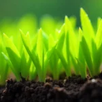 Fresh lyposingrass plants growing in garden soil showing green leaves and strong roots for health benefits guide