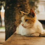 Curious cat with GPS tracker collar sitting on fence exploring outdoors safely