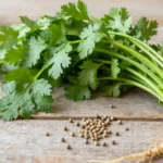 Koriandri fresh leaves with coriander seeds showing nutritional herb for health benefits and cooking applications
