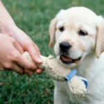 Valplekar Swedish puppy training method showing young puppy playing structured game with owner outdoors