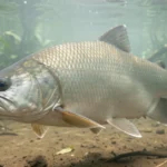 Piragnia fish swimming underwater in the Amazon river basin