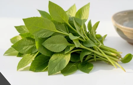 Fresh bundle of tonghou leafy green vegetable with tender green leaves and thin stems on light background