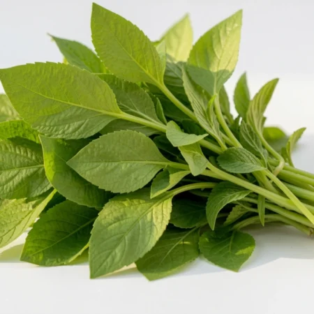 Fresh bundle of tonghou leafy green vegetable with tender green leaves and thin stems on light background